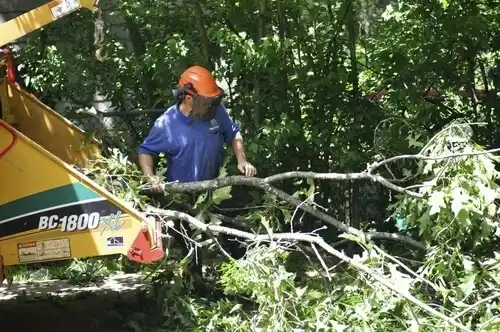 tree services Ridge